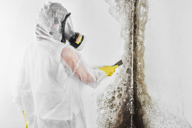 Best Attic Mold Removal  in Freeport, IL