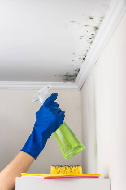 Best Home Mold Removal  in Freeport, IL